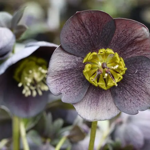 Helleborus Winter Jewels® 'Blue Diamond' - Hellebore (1 Gallon)