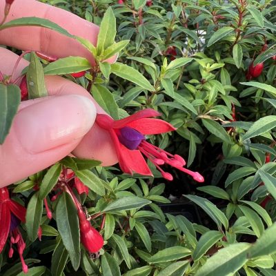 Fuchsia 'David' - Hardy Fuchsia (4.5" Pot)