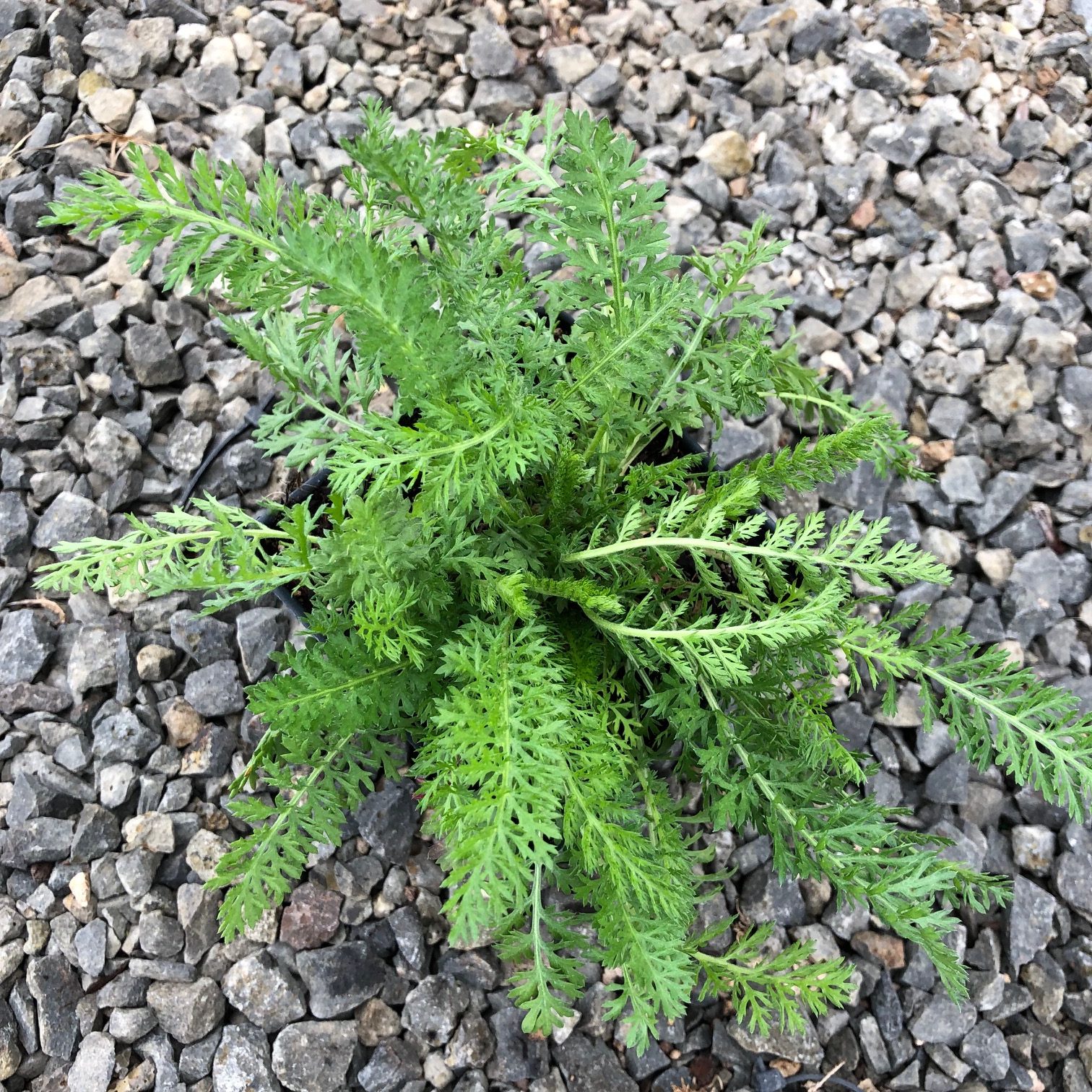 Achillea millefolium 'Colorado' Yarrow (4" Pot) Little Prince To Go