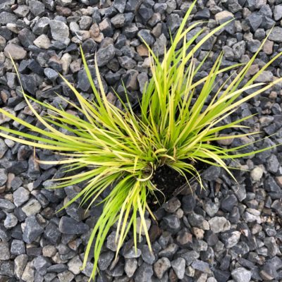 Acorus gramineus 'Minimus Aureus' - Miniature Sweet Flag (3.5" Pot)