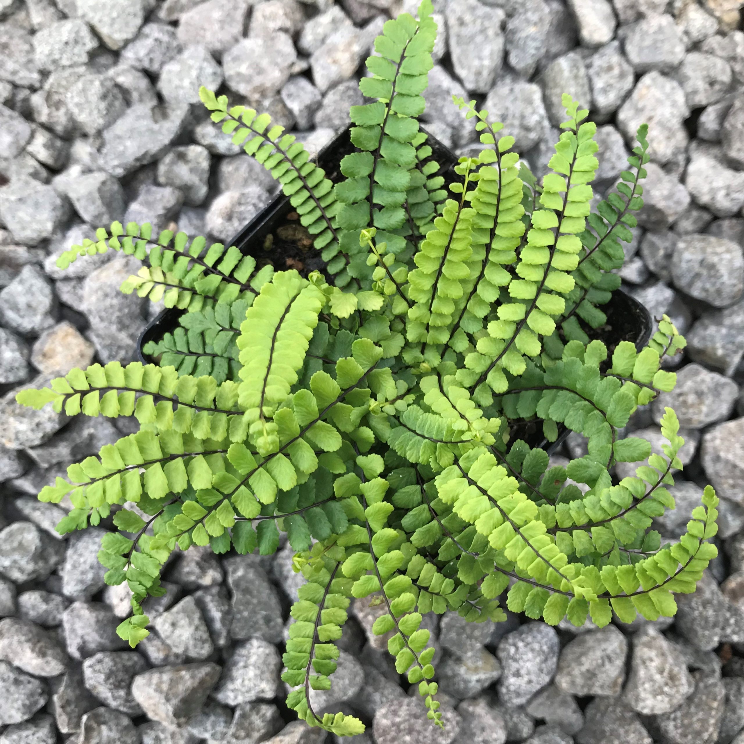 Maidenhair SPLEENWORT fern 10 rhizome- asplenium platyneuron 