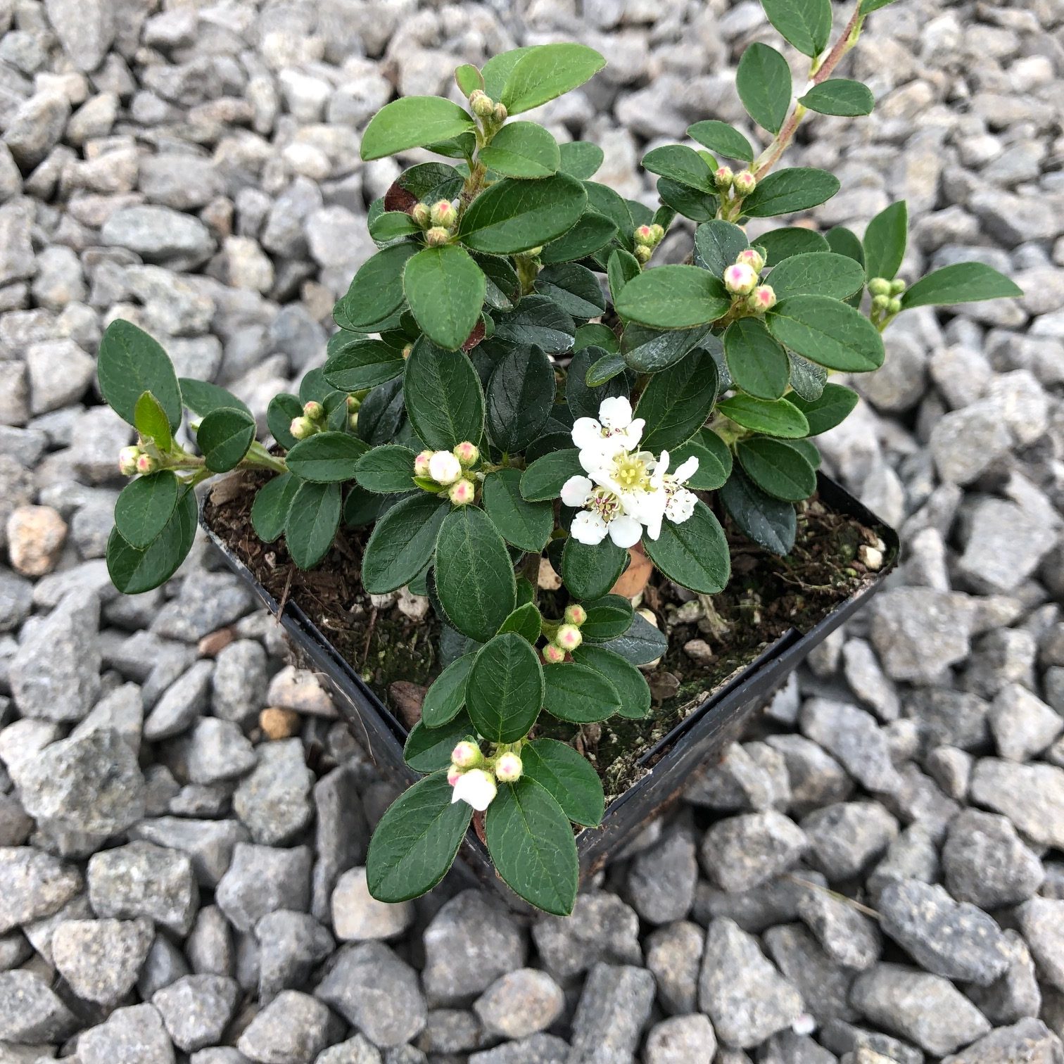 Image of Cotoneaster dammeri in a pot