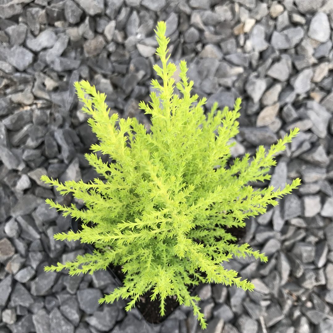 Cupressus Macrocarpa Goldcrest Wilma