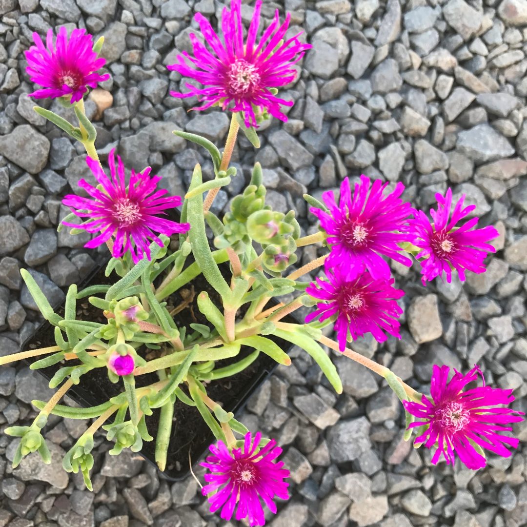 Delosperma cooperi - Purple Ice Plant (3.5