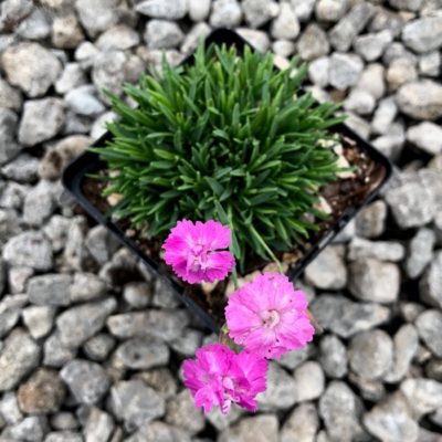 Dianthus gratianopolitanus 'Tiny Rubies' (3.5" Pot)