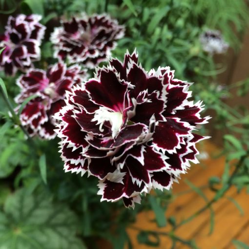 Dianthus chinensis 'Velvet 'N Lace' - China Pinks (4