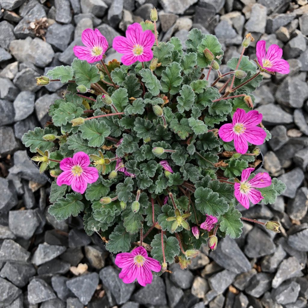 Erodium Reichardii Bishop s Form Storksbill 3 5 Pot Little erodium-reichardii-bishop-s-form-storksbill-3-5-pot-little