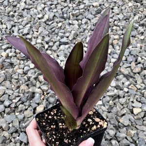 Eucomis ‘Sparkling Burgundy’ – Pineapple Lily (4.5″ Pot)