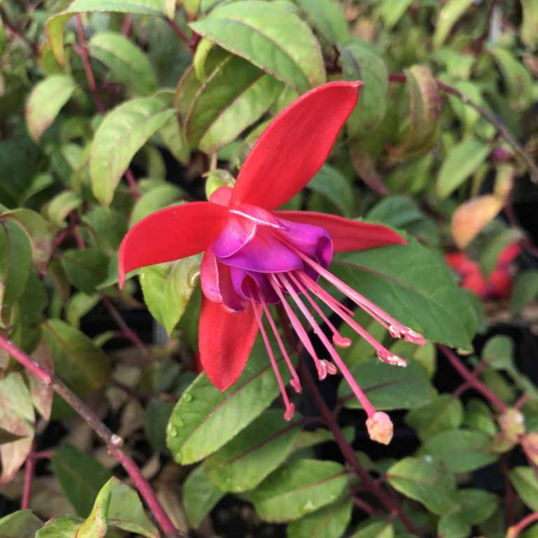 Our Plants Little Prince To Go