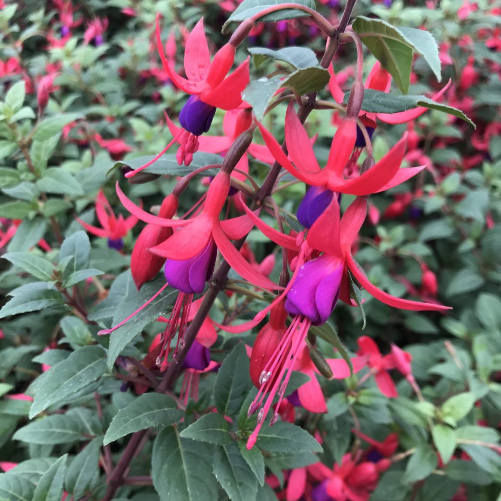 Fuchsia 'Baby Blue Eyes' (5.5" Pot) Little Prince To Go