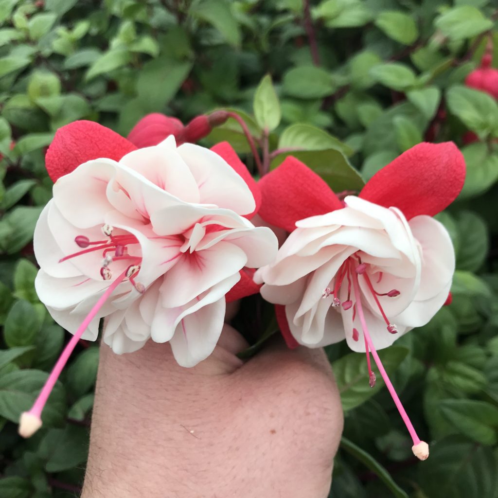 Fuchsia 'Golden Herald' (5.5" Pot) Little Prince To Go