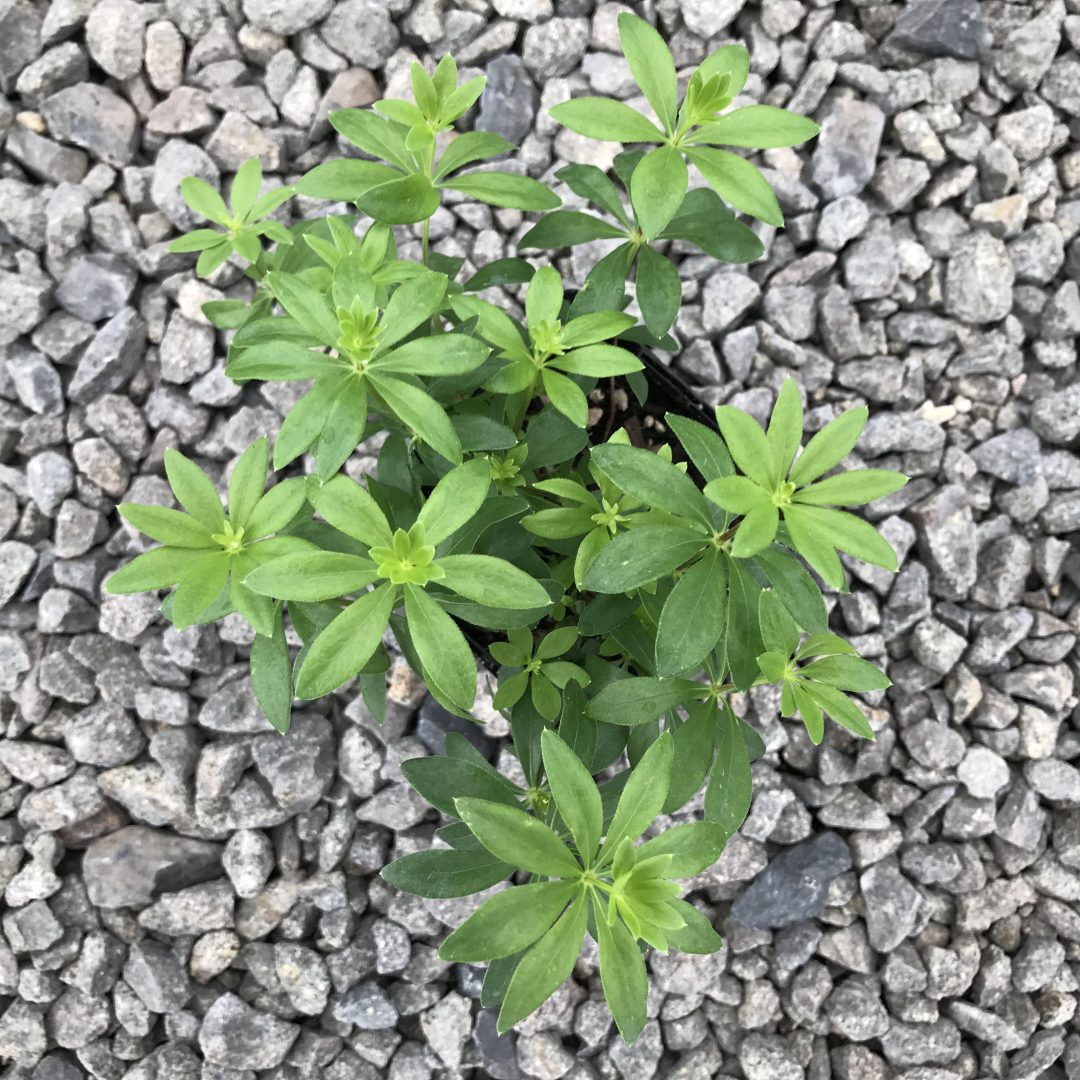 Galium Odoratum