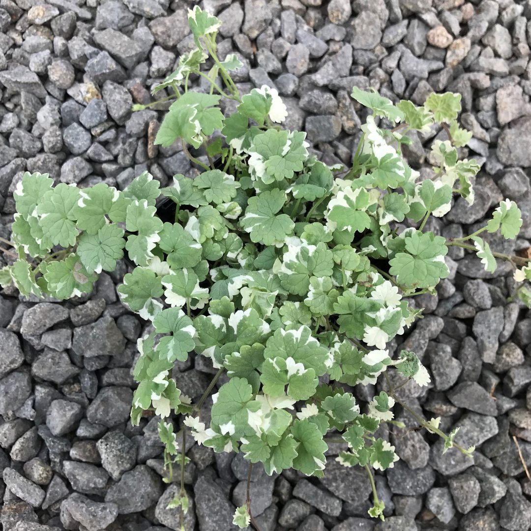 Glechoma hederacea 'Variegata' - Variegated Ground Ivy (3.5" Pot ...