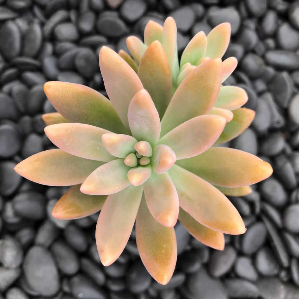 16　Sunshine leaves Graptosedum 'Darley Sunshine' (2