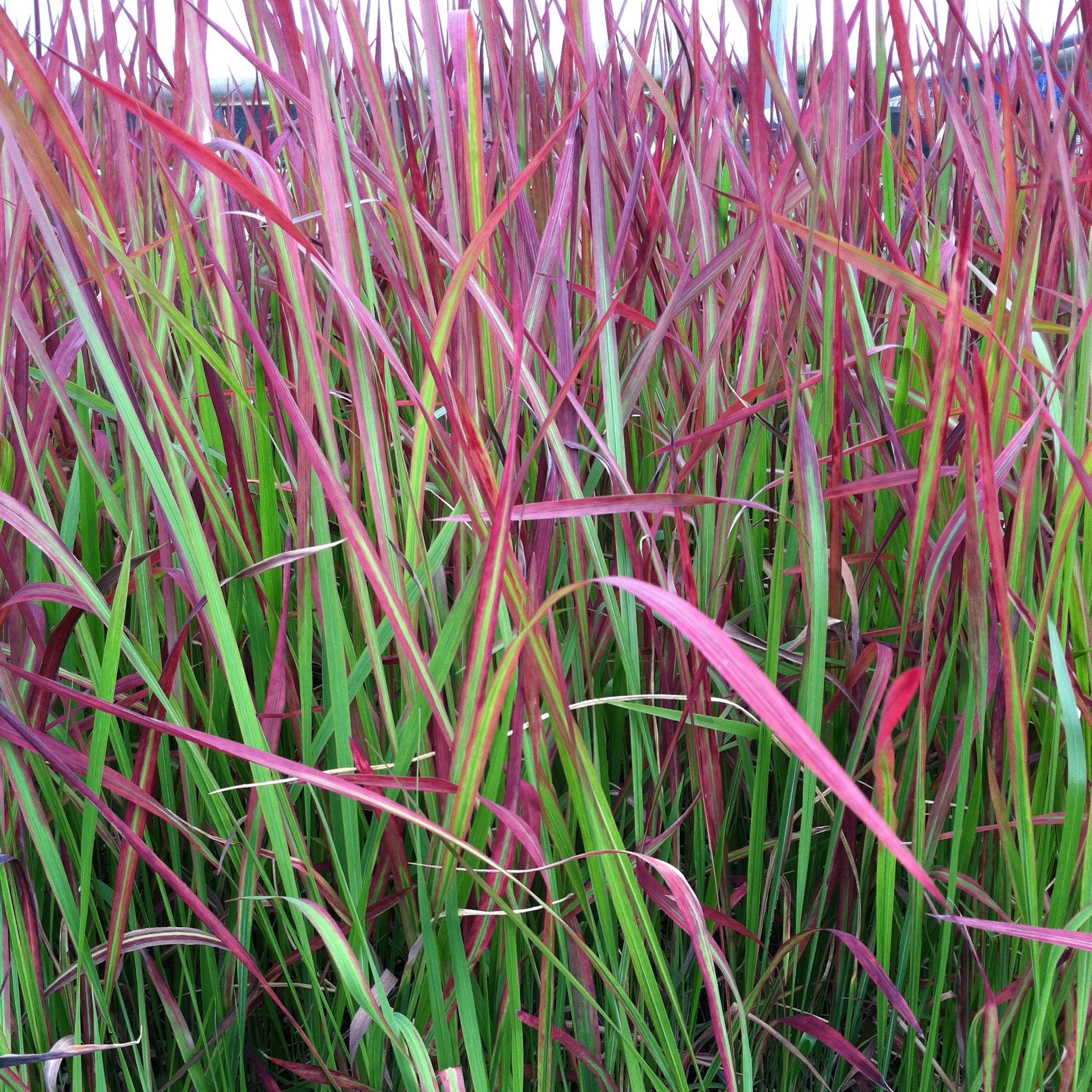 Perennial Imperata Japanese Blood Grass Red Baron Pack of 3 Plants in 9cm Pots