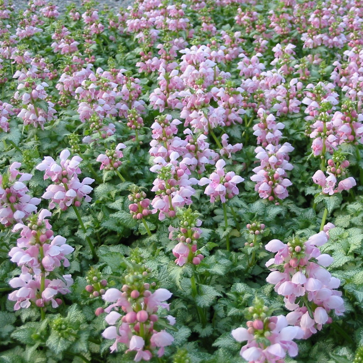 Lamium Maculatum Pink Pewter Deadnettle 3 5 Pot Little Prince Lamium Maculatum Pink Pewter Deadnettle 3 5 Pot Little Prince