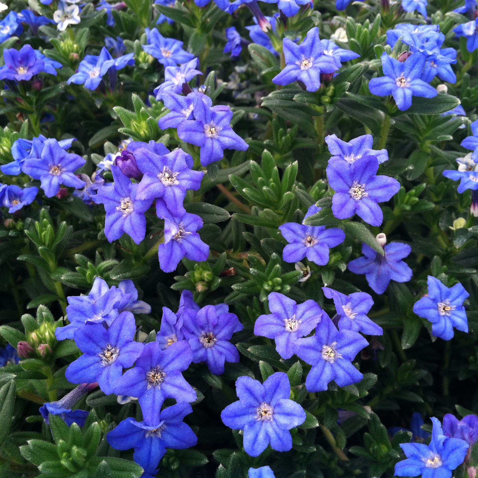 lithodora diffusa heavenly blue plants perennials pot