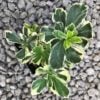 Pachysandra Terminalis Silver Edge Japanese Spurge 3 5 Pot Little Prince To Go