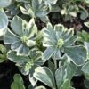 Pachysandra Terminalis Silver Edge Japanese Spurge 3 5 Pot Little Prince To Go