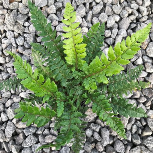Sagina subulata - Irish Moss (3.5 Pot)