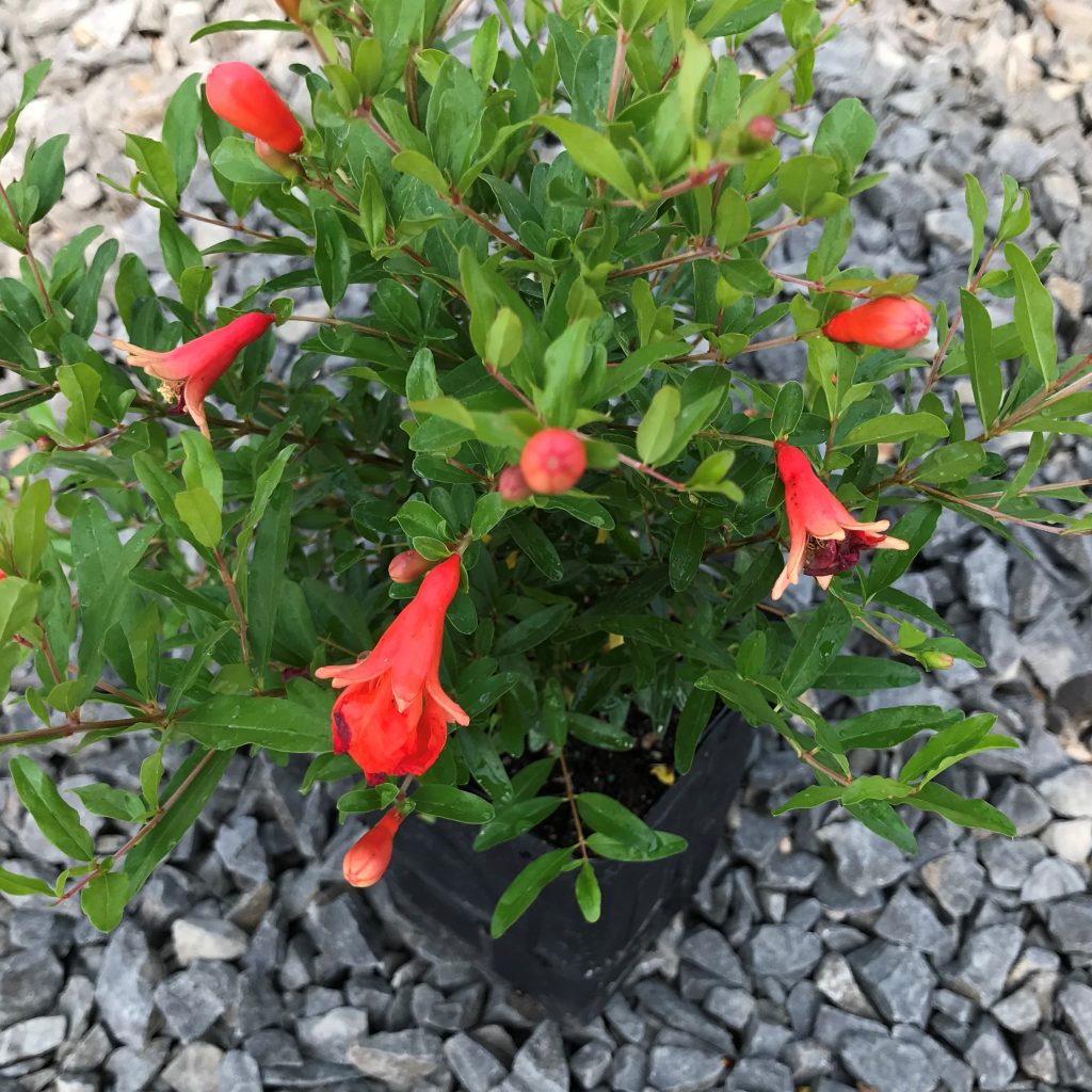 Wellspring Gardens Dwarf Pomegranate (Punica Granatum) – Live Plant In 3-Inch Pot