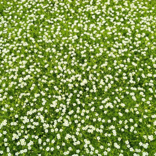 Sagina subulata 'Aurea' - Scotch Moss (3.5