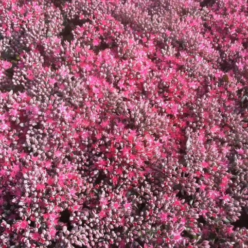 Sedum cauticola 'Lidakense' - Stonecrop (3.5