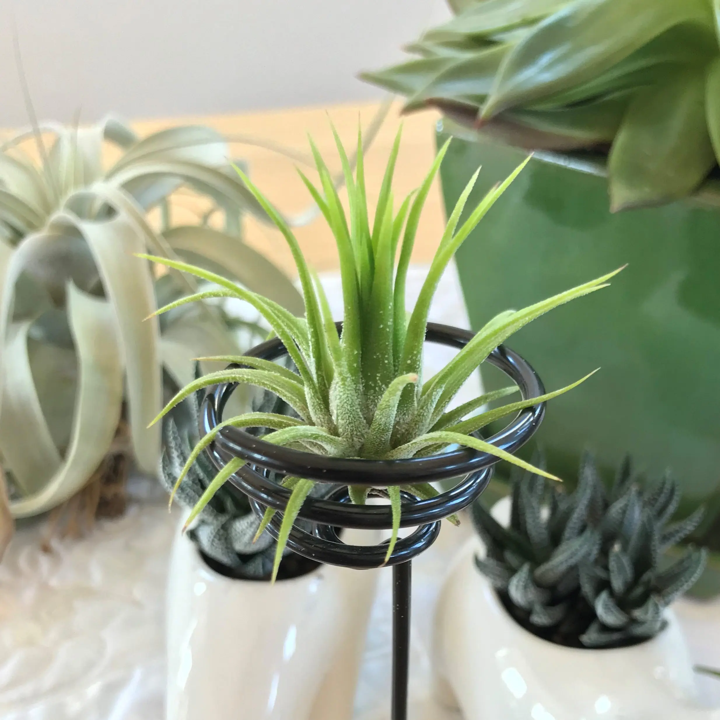 Tillandsia ionantha Fuego Yellow Ionantha Fuego – Plantaflor USA, Inc.