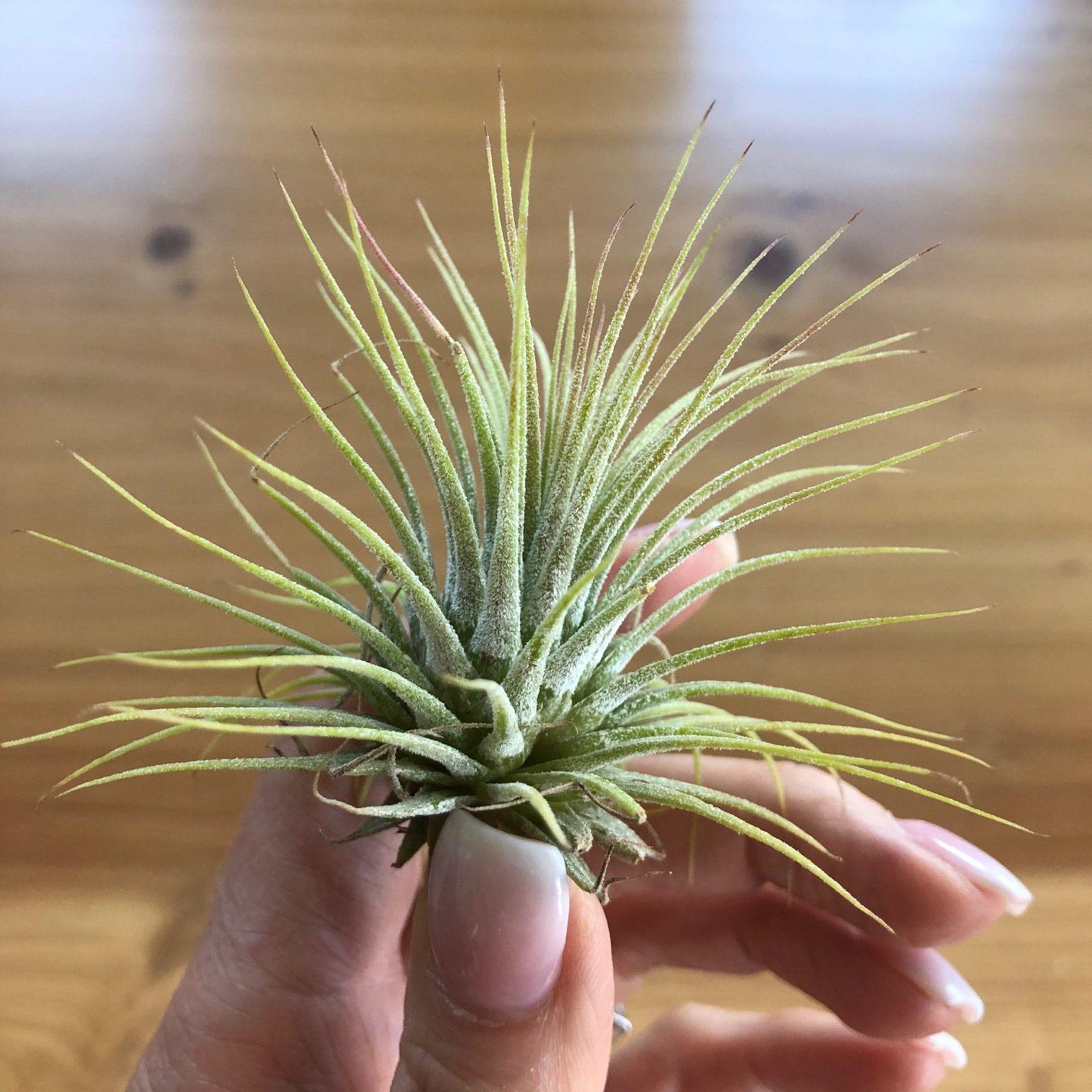 Air Plant - Tillandsia ionantha (One Plant) | Little Prince To Go