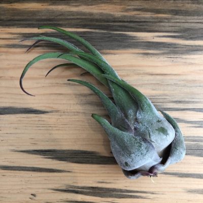 Air Plant - Tillandsia seleriana - Rhino Horn (One Plant)