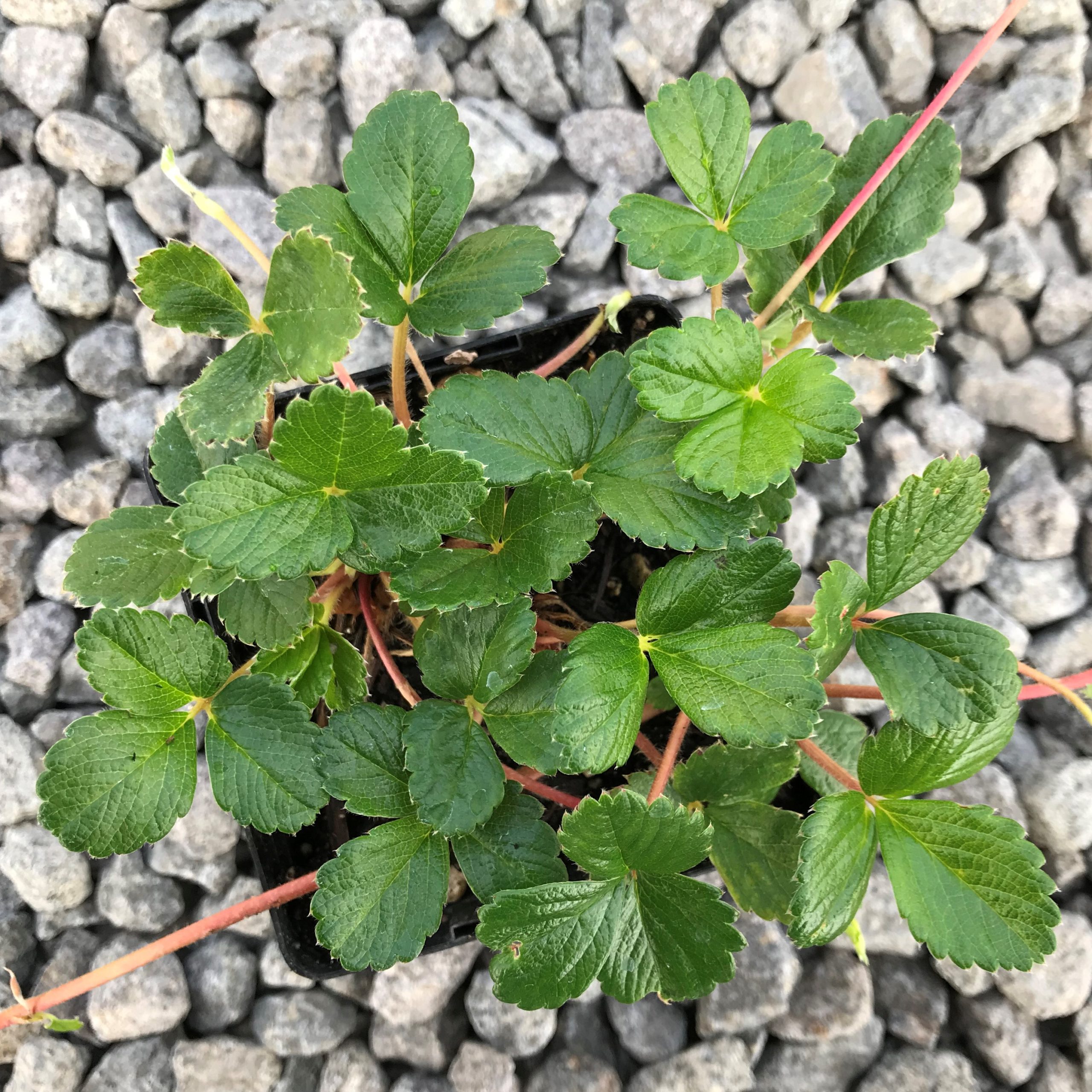 Waldsteinia Fragarioides Barren, Barren Strawberry Ground Cover